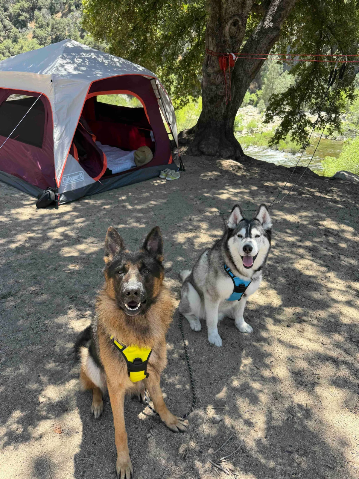 My dogs camping by the river