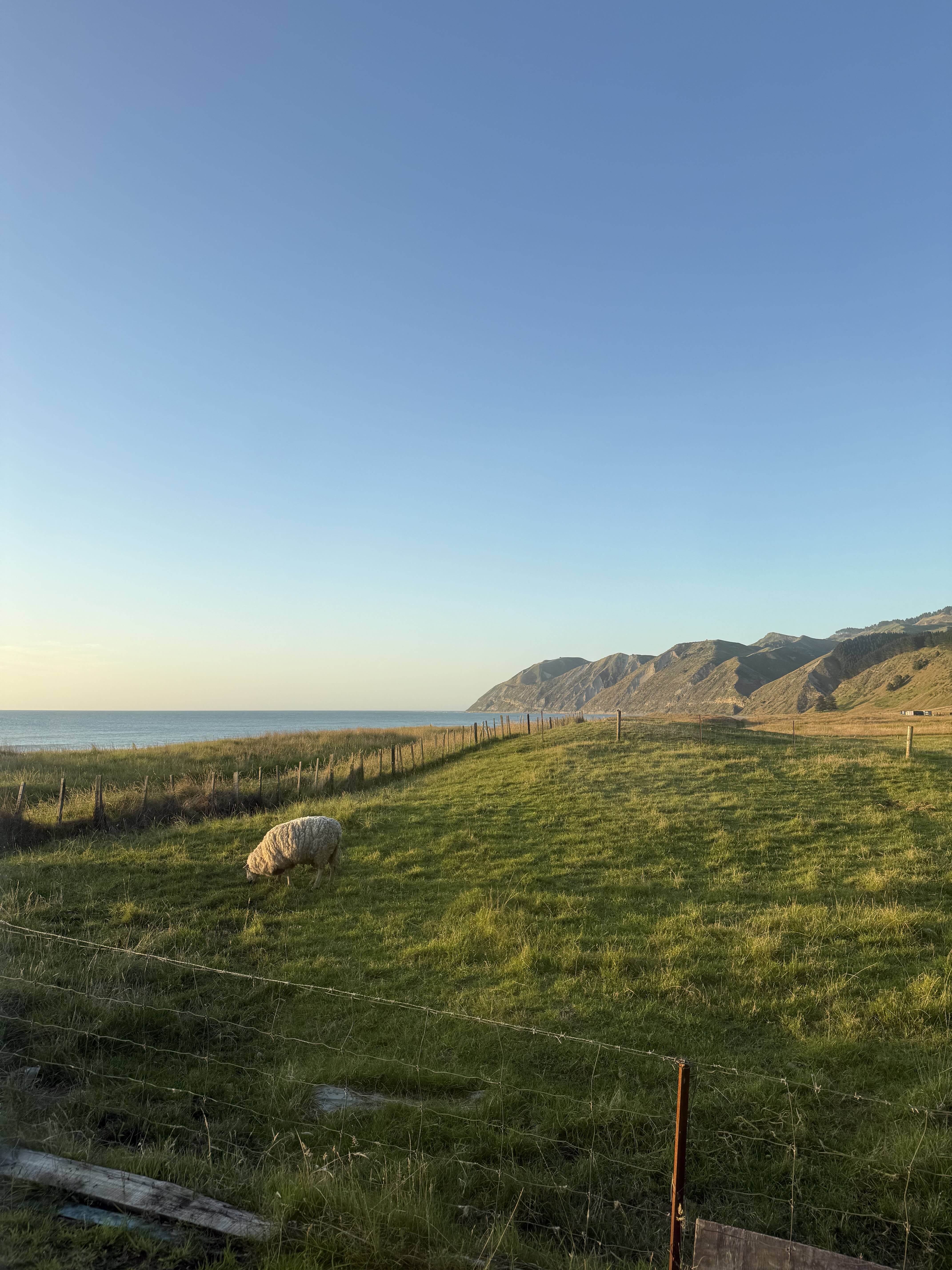 Sheep grazing by the coast
