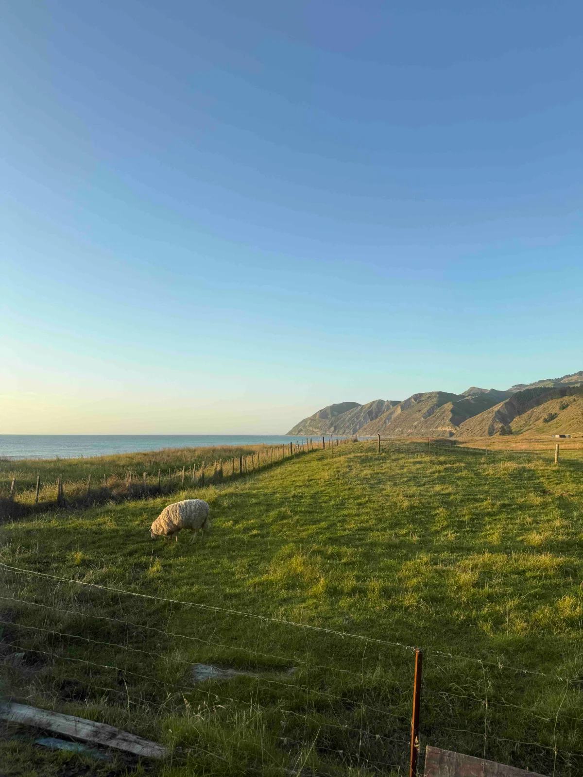 Sheep grazing by the coast